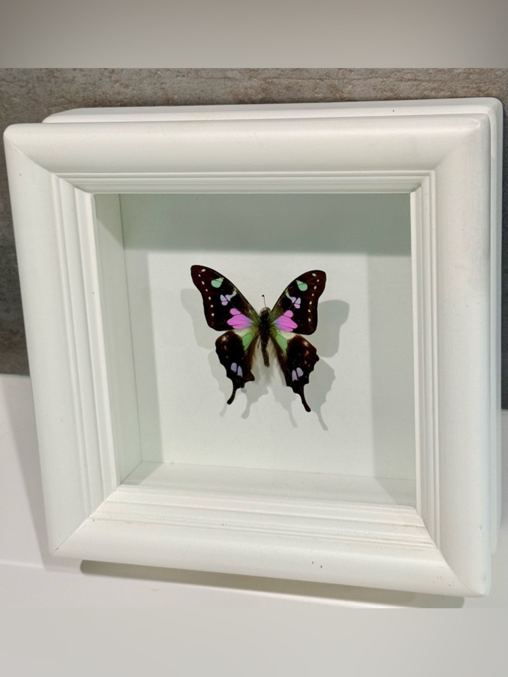 Purple Mountain Swallowtail (Graphium weiskei) Framed butterfly - Display